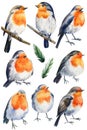 Set of birds. Robin bird watercolor. Hand drawn Illustration isolated on white background