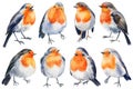 Set of Birds, robin on an isolated white background, watercolor illustration