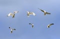 Set of birds seagulls flying on the background blue sky