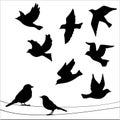 Set of birds silhouettes - flying, sitting