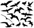 Set of birds silhouettes 15 in 1 on white background Royalty Free Stock Photo