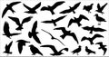 Set of birds silhouettes 23 in 1 on white background Royalty Free Stock Photo