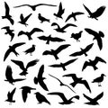 Set of birds silhouettes 30 in 1 on white background Royalty Free Stock Photo
