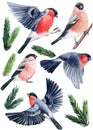 Set of birds and spruce branches, bullfinches watercolor drawing on white background