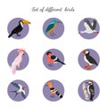 Set of birds on white background. Royalty Free Stock Photo