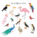 Set of birds on white background. Royalty Free Stock Photo