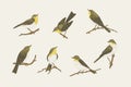 Set with birds. Willow warblers Royalty Free Stock Photo