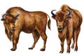 Set of bison drawing on an isolated background, hand drawing, zubr watercolor illustration Royalty Free Stock Photo