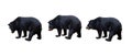 set of Black bear isolated on a white Royalty Free Stock Photo
