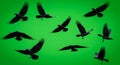 Set of black crows and ravens flying in different poses isolated on a green screen. Royalty Free Stock Photo