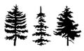 Set of black fir-trees silhouettes, three different spruces, simple raster icon, nature concept Royalty Free Stock Photo