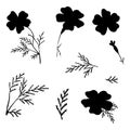 Set of Black Hand-Drawn Flowers. Thin-leaved Marigolds Silhouettes