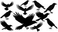 Set of black isolated silhouettes of crows. Collection of different birds position. Royalty Free Stock Photo