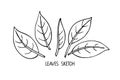 Set of black line leaves on white background clipart. Doodle sketch illustration. Floral Herb Design elements. Botanical forest Royalty Free Stock Photo