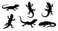 Set of Black Lizard Silhouettes on White Background Royalty Free Stock Photo