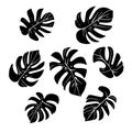 Set of black Monstera plant leaves, Vector. black tropical leaves on a white background. Icons with tropical palm leaves Royalty Free Stock Photo