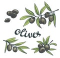 Set of black olives with leaves.