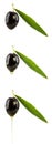 Set of black olives with olive oil drops Royalty Free Stock Photo