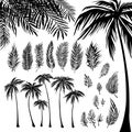 Set of black Palm trees silhouette and branches on a white background. Vector illustration, design element for Royalty Free Stock Photo