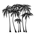 Set of black Palm trees silhouette on a white background. Vector illustration, design element for congratulation cards Royalty Free Stock Photo