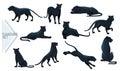 Set of Black panther wild big cat african jungle hunter cartoon animal design vector illustration on white background Royalty Free Stock Photo
