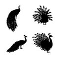 Set of Black Peacock Silhouettes Royalty Free Stock Photo