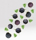 Set of black raspberry with leaves on transparent background. Fresh black raspberry fruits are whole. Useful ripe fresh