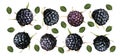 Set of black raspberry with leaves on white background. Fresh black raspberry fruits are whole. Useful ripe fresh