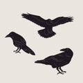 Set of black Raven or Crow birds. Different poses. Cartoon style, flat design.