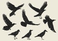Set of black ravens. Hand drawn inky birds Royalty Free Stock Photo