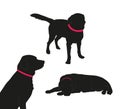 Set of black silhouette of big dog with collar on white background. Royalty Free Stock Photo