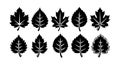 Set of black silhouette maple and linden leaves vector illustration for nature design elements Royalty Free Stock Photo