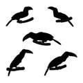 Set of black silhouette of toucan on white background. Shape of exotic bird