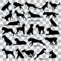 A set of black silhouettes of dogs on a transparent background. Set of vector illustrations Royalty Free Stock Photo