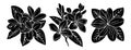 Set of black silhouettes of plumeria flowers. Royalty Free Stock Photo