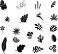 Set of black silhouettes of tropical leaves palm, trees, plants. Vector illustration. Royalty Free Stock Photo