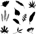 Set of black silhouettes of tropical leaves palm, trees, plants. Vector illustration. Royalty Free Stock Photo