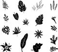 Set of black silhouettes of tropical leaves palm, trees, plants. Vector illustration. Royalty Free Stock Photo