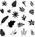 Set of black silhouettes of tropical leaves palm, trees, plants. Vector illustration. Royalty Free Stock Photo