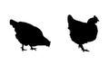 Set of black silhouettes walking, looking and pecking hens and chickens isolated on white background