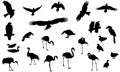 A set of black silhouettes of waterfowl, birds of prey and other birds. Eagles, crows, flamingos and other birds isolated on white