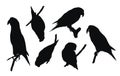 Set of black vector silhouettes of parrots sitting on branch Royalty Free Stock Photo