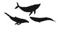 Set black whale, cachalot, narwhal, unicorn-fish, killer whale, white whale or sperm whale sign icon on white background. Vector Royalty Free Stock Photo