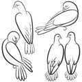 Set of black and white contours of four pigeons. Royalty Free Stock Photo