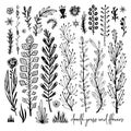 Set of black and white Doodle elements. Plant, grass, bushes, leaves, flowers. Vector illustration, Great design element Royalty Free Stock Photo