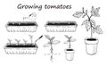 Set of black and white elements on a white background scheme of growing tomatoes