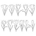 Set of black and white illustrations with crocus flowers, saffron. Isolated vector objects.