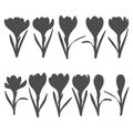 Set of black and white illustrations with crocus flowers, saffron. Isolated vector objects.