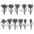 Set of black and white illustrations with crocus flowers, saffron. Isolated vector objects.