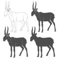 Set Of Black And White Illustrations Depicting A Saiga Antelope. Isolated Vector Objects.